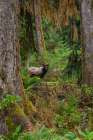 Roosevelt bull elk-Pacific Northwest rainforest Art Print